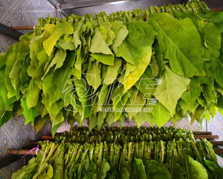 How to dry fresh tobacco leaves?