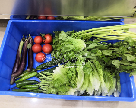 Lettuce, tomato, cucumber cutting case