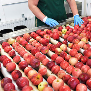 Food-Processing-Plant.jpg