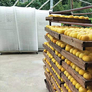 Vegetables-and-Fruits-Farm.jpg