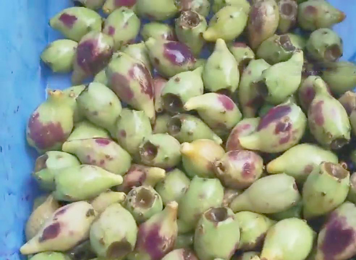 Fruit pellet separator for cactus fruit