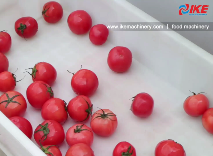 Tomato washing machine with conveyor belt