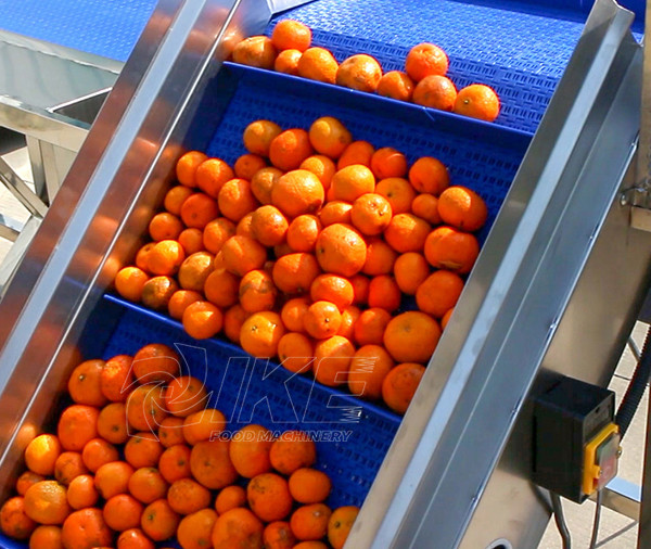 Orange cleaning and sorting line