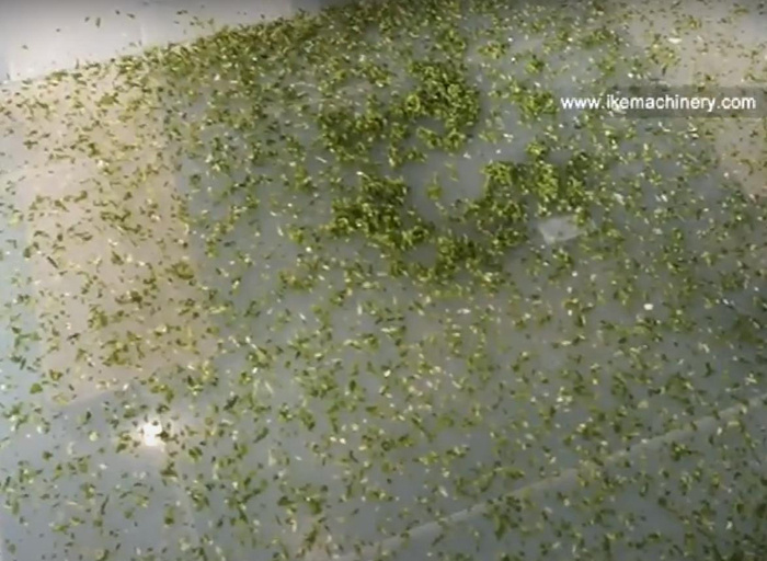 chopped green onion cutting machine